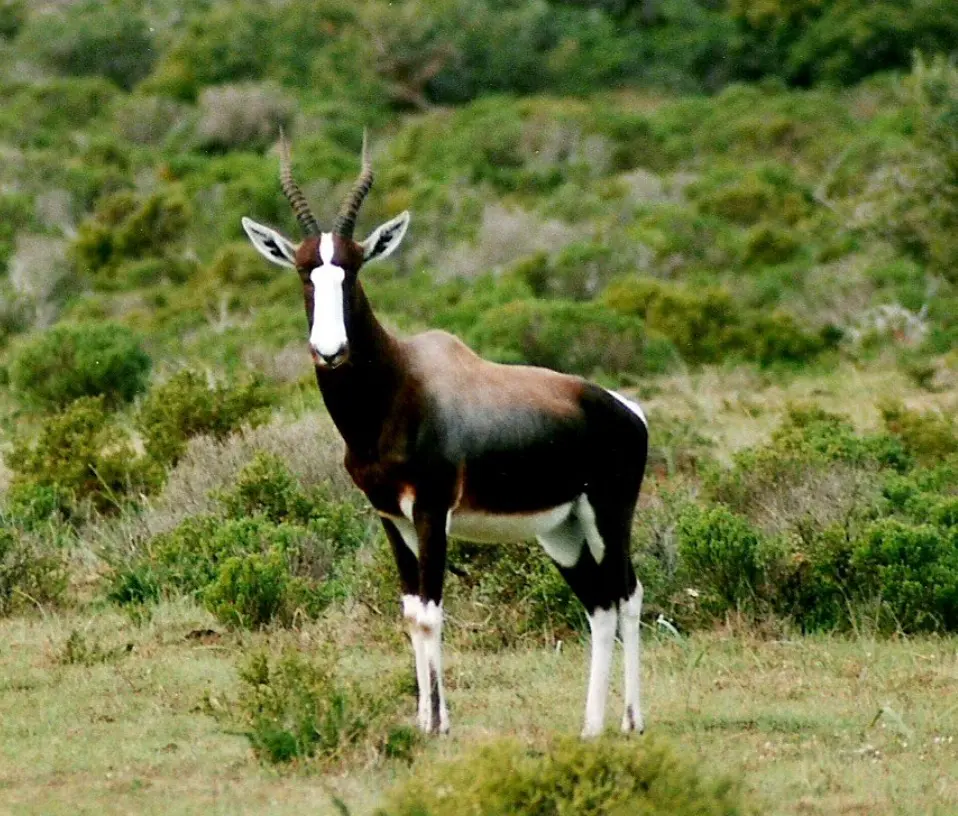 Bontebok National Park