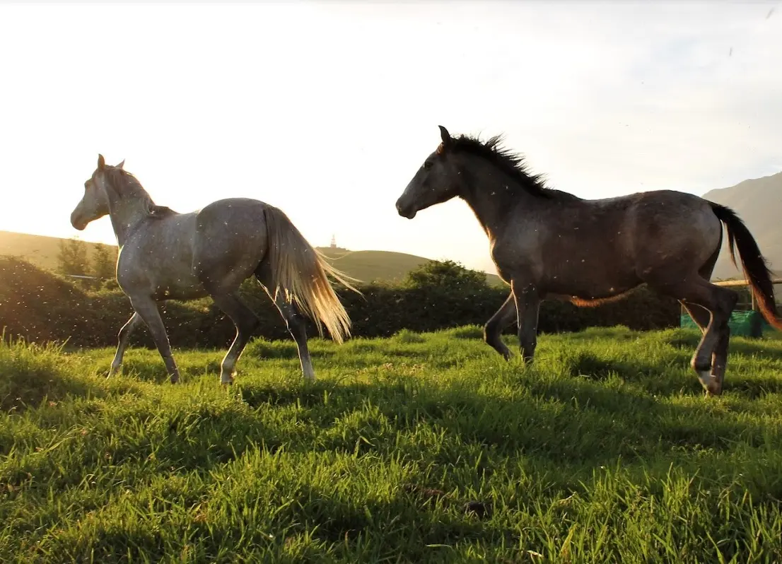 Horse Riding — Equine Adventures
